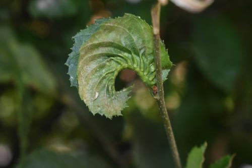 Zygiobia carpini